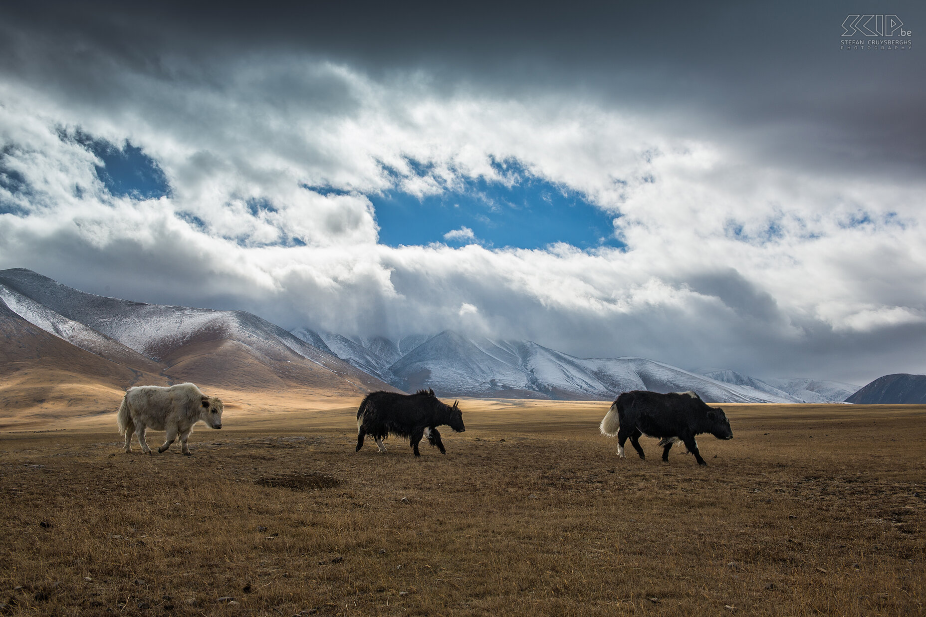 Altai - Yaks The Altai Mountains have peaks of 4000 meters high and is the highest mountain range in Mongolia. It was cold in the Altai Mountains and the first days we had some snow and rain and threatening skies. In this region live the Kazakhs, the smallest minority of the Mongolian population. These nomads mainly herd yaks, goats and camels. Stefan Cruysberghs